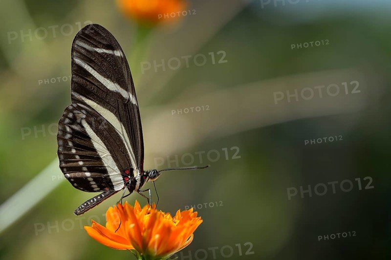 Zebra Longwing or Zebra Heliconian