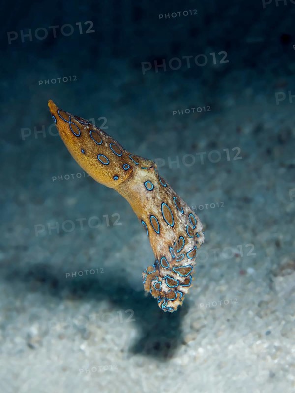 Greater blue-ringed octopus