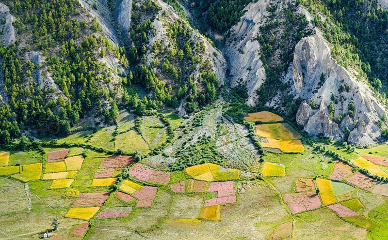 View on agricultural landscape with colorful buckwheat