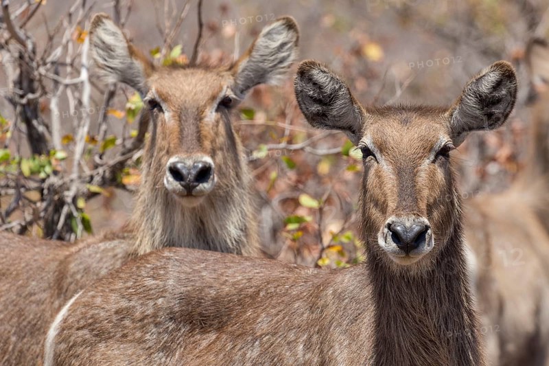 Waterbuck