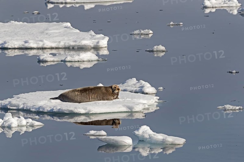 Bearded seal