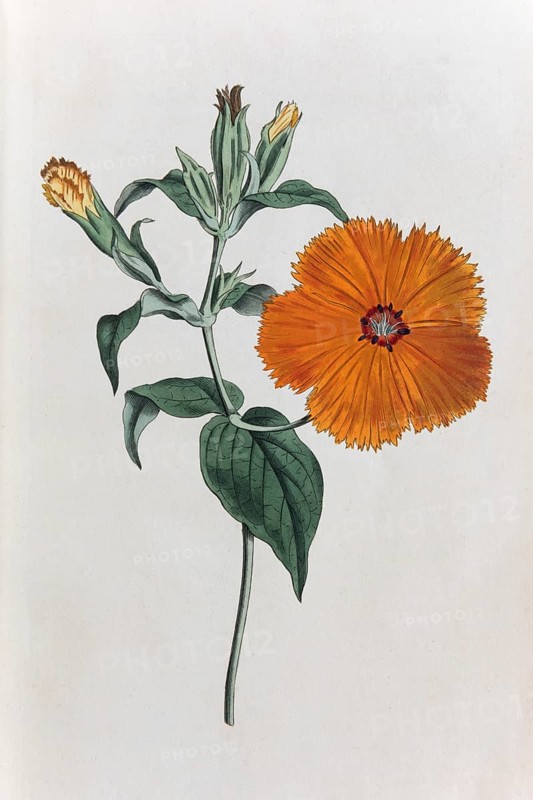Lychnis coronata