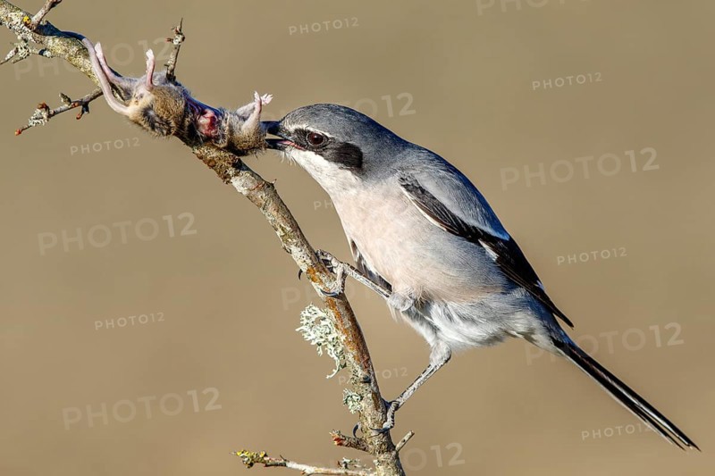 Southern grey shrike