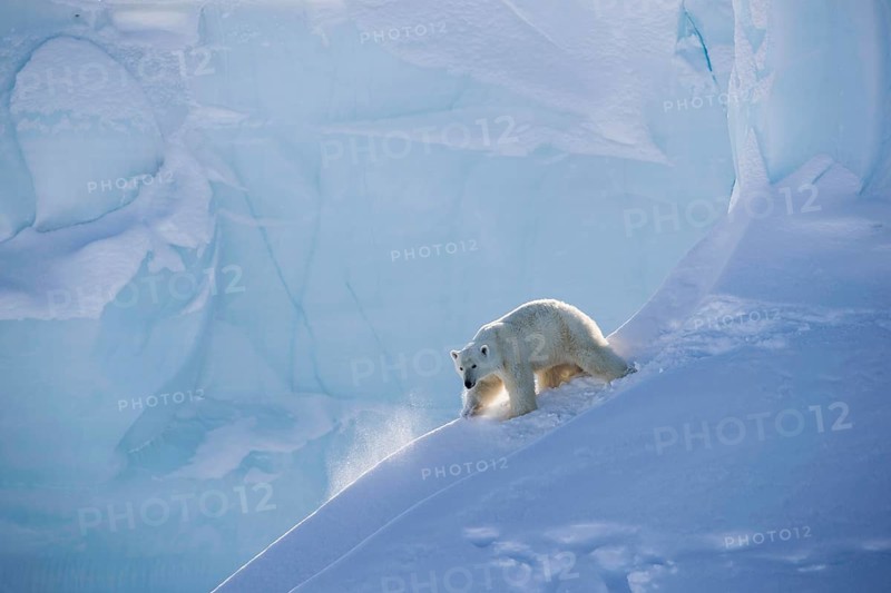 Polar bear