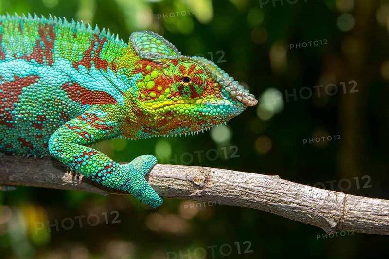 Panther chameleon
