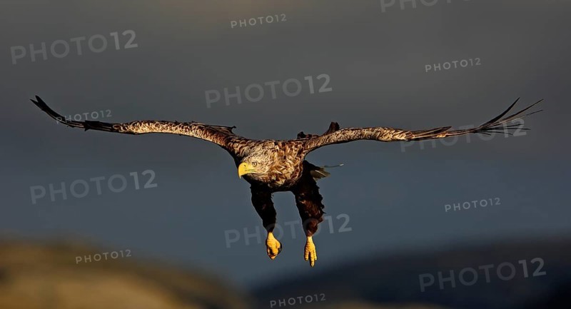 White-tailed eagle
