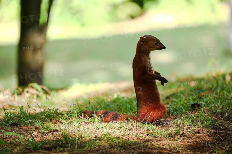 Ring-tailed mongoose