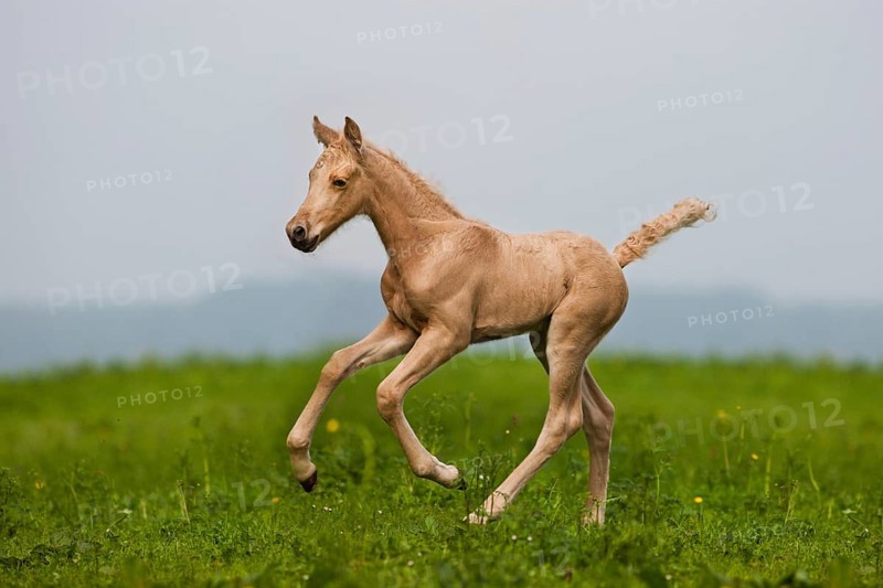 Palomino Morgan horse foal galloping
