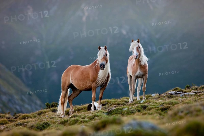 Two dun Haflingers