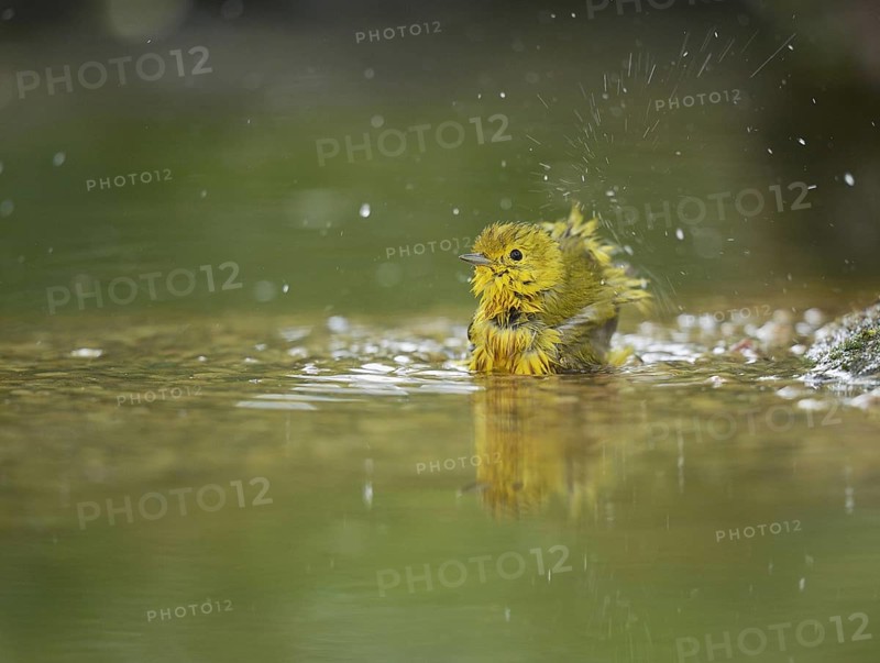 Yellow Warbler