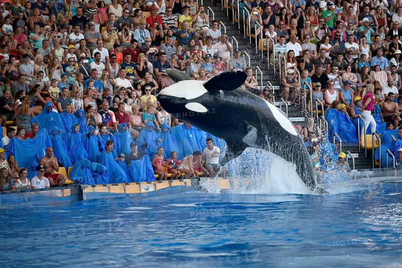 Orca