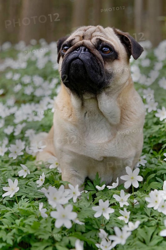 Pug sitting in meadow with wood anemones