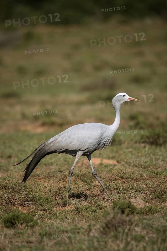 Blue crane