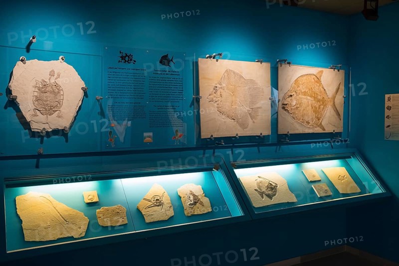 Fossils