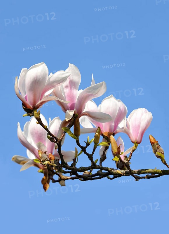 Chinese Magnolia