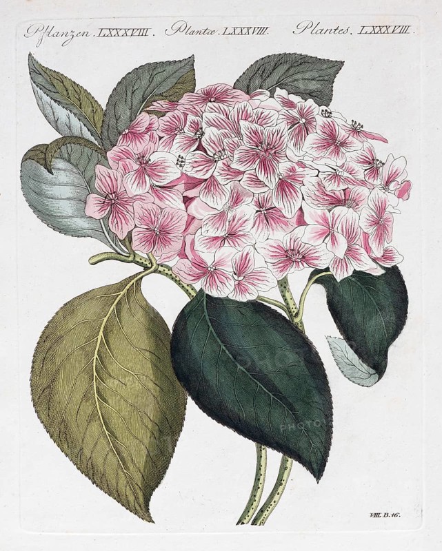 Hortensie