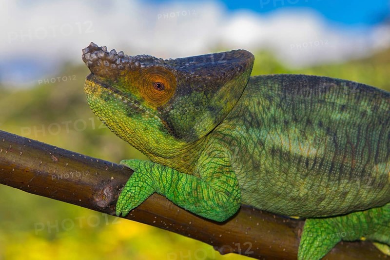 Parson's chameleon