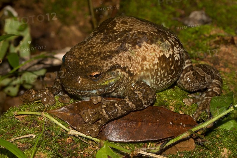 Cophyla grandis frog
