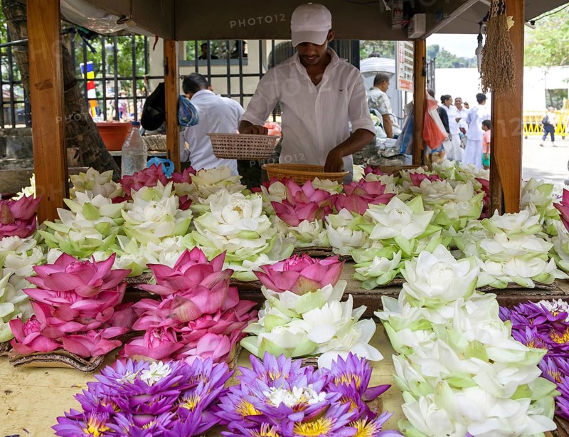 Stall with blue lotus