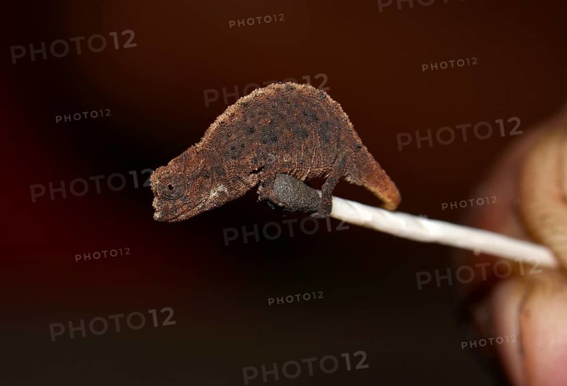 Female dwarf chameleon