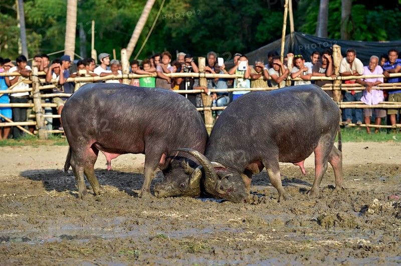 Two water buffalos