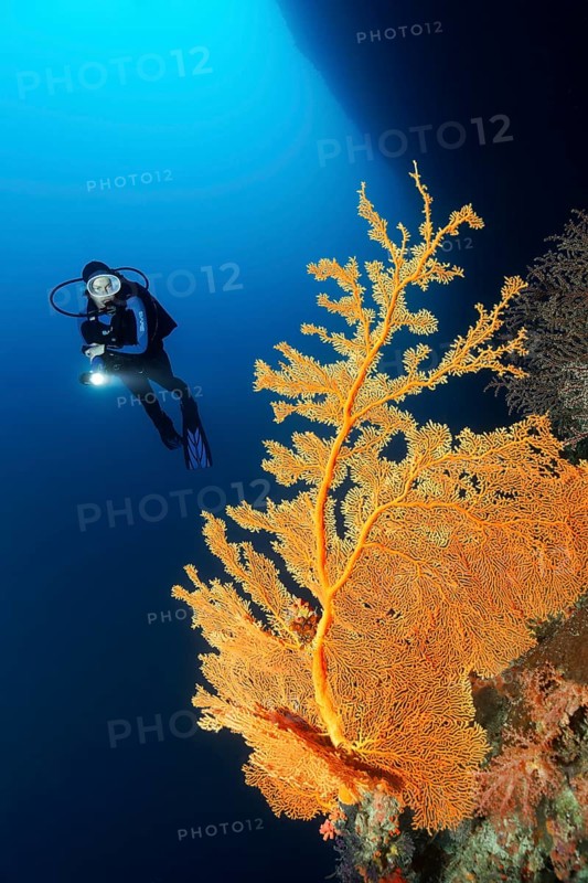 Diver