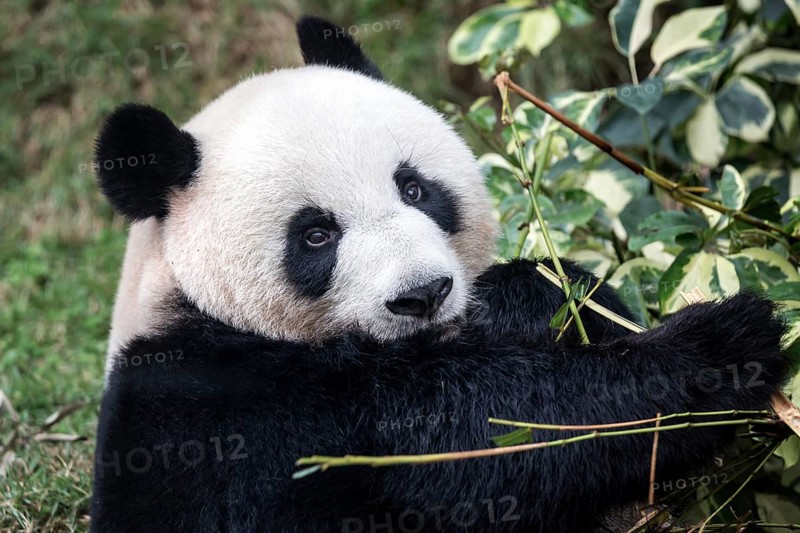 Giant panda