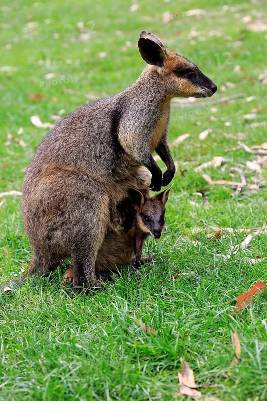 Agile Wallaby