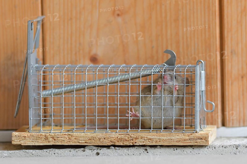 House mouse