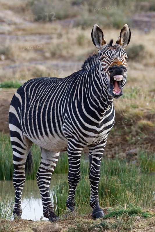 Cape mountain zebra