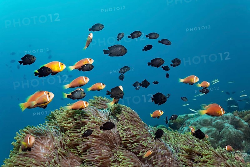 School of pink skunk clownfish