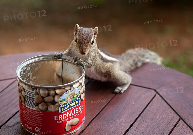 Palm squirrel