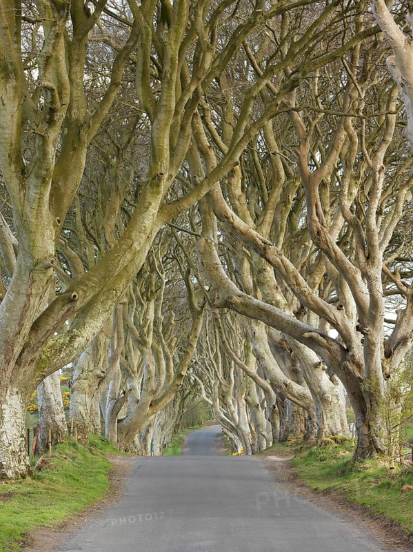 Beech avenue
