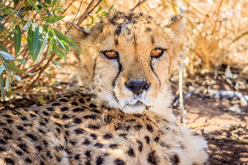 Cheetah