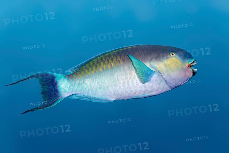Bleekers Parrotfish