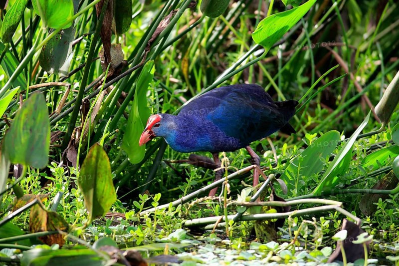 American purple gallinule