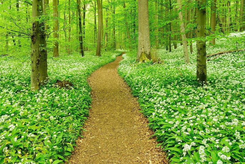 Hiking trail winding through natural beech forest
