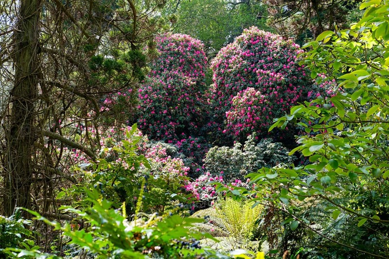 Flowering Rhododendron