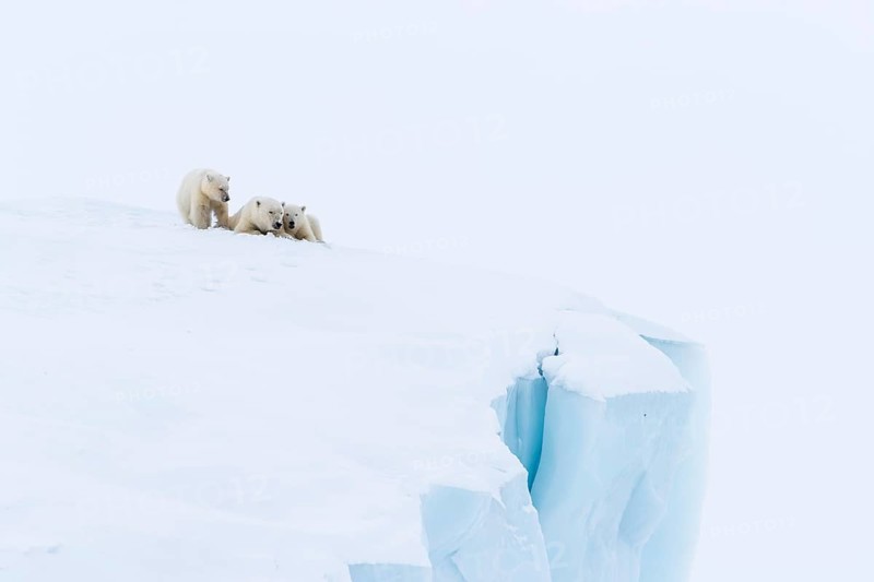 Polar bears