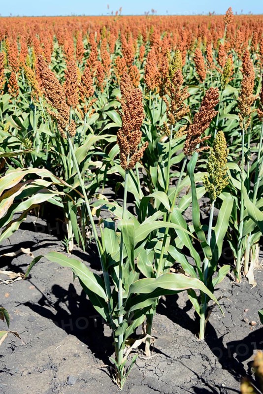 Field of sorghum