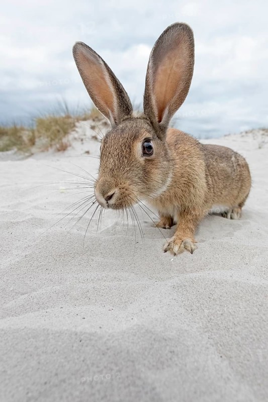 Wild rabbit