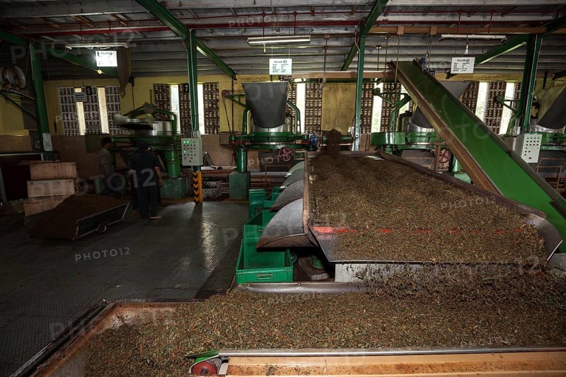 Tea processing
