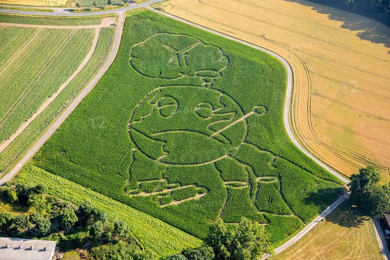 Corn maze