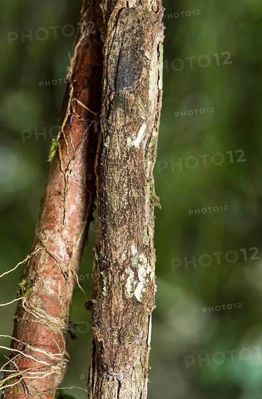 Thanks to coloration and skin fringes along of pine and body perfectly camouflaged leaftail gecko