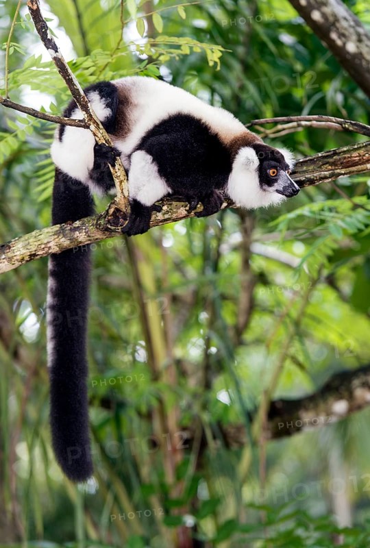 Black-and-white ruffed lemur
