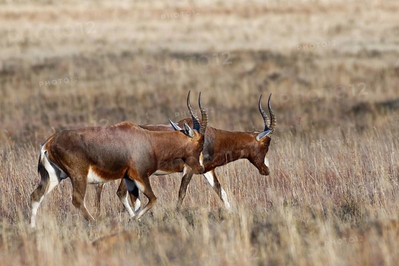 Blesboks