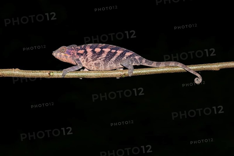 Female panther chameleon