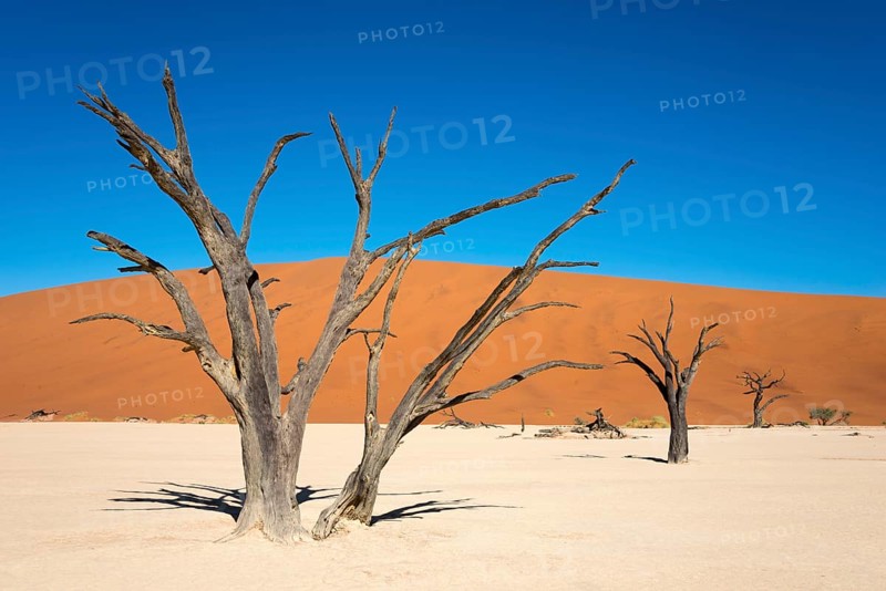 Dead camel or giraffe thorn