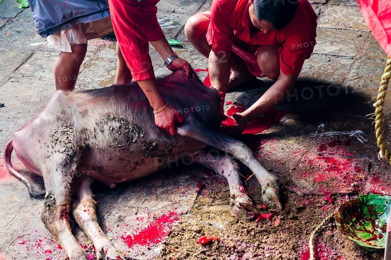 Priests taking blood from dead water buffalo