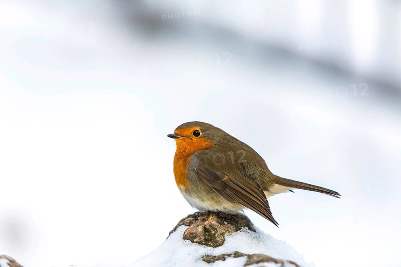 Robin